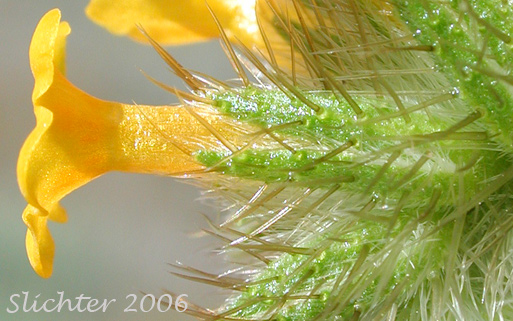 Close-up sideview of the flower and sepals of Bugloss Fiddleneck, Tarweed Fiddleneck Amsinckia lycopsoides (Synonyms: Amsinckia barbata, Benthamia lycopsoides)