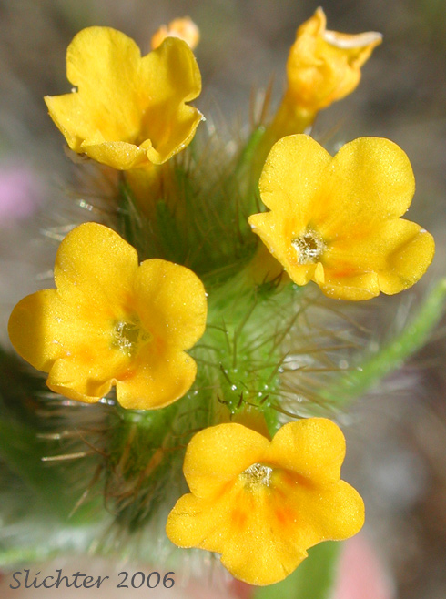 Flowers of Bugloss Fiddleneck, Tarweed Fiddleneck Amsinckia lycopsoides (Synonyms: Amsinckia barbata, Benthamia lycopsoides)