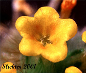 Flower of Bugloss Fiddleneck, Tarweed Fiddleneck Amsinckia lycopsoides (Synonyms: Amsinckia barbata, Benthamia lycopsoides)