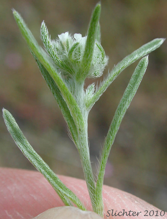Upper stem leaves and inflorescence of Flaccid Cryptantha, Weakstem Cryptantha, Weakstem Cat's Eye, Weak-stem Cryptantha, Weak-stemmed Cryptantha: Cryptantha flaccida (Synonyms: Cryptantha rostellata, Cryptantha rostellata var. spithamea)