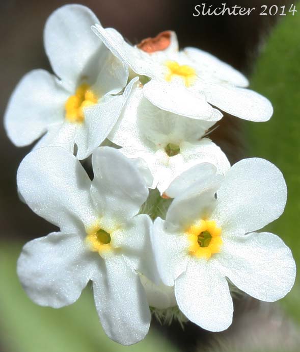 Inflorescence of Clearwater Cryptantha, Clearwater Cat's Eye, Common Cryptantha, Large-flowered Cryptantha: Cryptantha intermedia (Synonyms: Cryptantha barbigera var. fergusoniae, Cryptantha fragilis, Cryptantha grandiflora, Cryptantha hendersonii, Cryptantha intermedia var. grandiflora, Cryptantha intermedia var. intermedia)