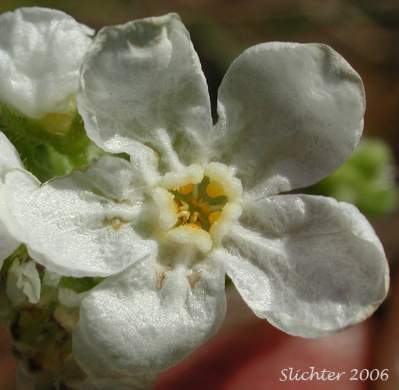 Flower of Diffuse Stickseed: Hackelia diffusa var. cottonii