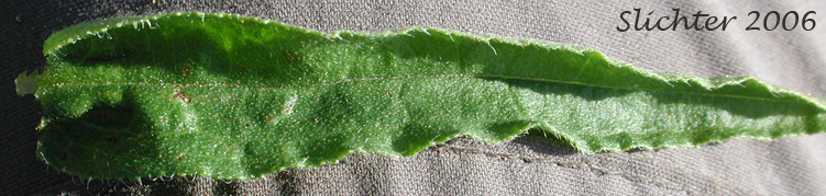 Stem leaf of Branching Stickseed, Cotton's Stickseed, Creamy Stickseed: Hackelia diffusa var. cottonii