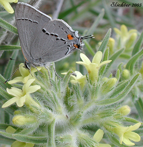 Gray hairstreak nectaring on Columbia Puccoon, Puccoon, Western Gromwell, Western Stoneseed: Lithospermum ruderale (Synonym: Lithospermum pilosum)