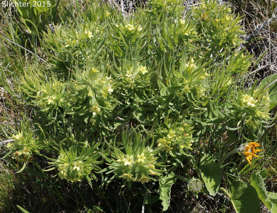 Columbia Puccoon, Puccoon, Western Gromwell, Western Stoneseed: Lithospermum ruderale (Synonym: Lithospermum pilosum)
