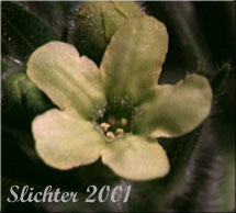 Flower of Columbia Puccoon, Puccoon, Western Gromwell, Western Stoneseed: Lithospermum ruderale (Synonym: Lithospermum pilosum)