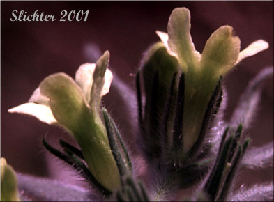 Puccoon: Lithospermum ruderale