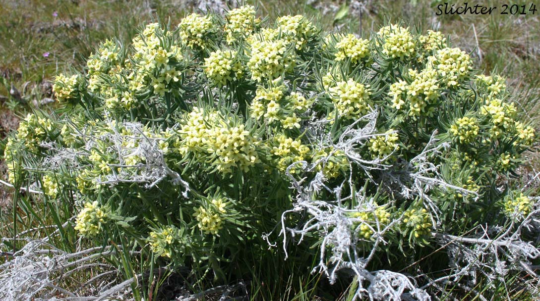 Columbia Puccoon, Puccoon, Western Gromwell, Western Stoneseed: Lithospermum ruderale (Synonym: Lithospermum pilosum)