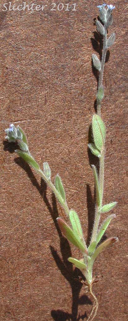 Blue Scorpion Grass, Blue Scorpiongrass, Mouse Ear, Strict Forget-me-not: Myosotis micrantha (Synonym: Myosotis stricta)