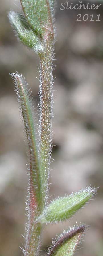 Close-up of the hairs on a stem of Blue Scorpion Grass, Blue Scorpiongrass, Mouse Ear, Strict Forget-me-not: Myosotis micrantha (Synonym: Myosotis stricta)