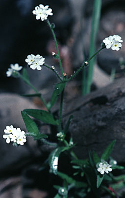 Fragrant Allocarya, Fragrant Popcorn Flower: Plagiobothrys figuratus var. figuratus (Synonyms: Allocarya figurata, Plagiobothrys figuratus ssp. figuratus)