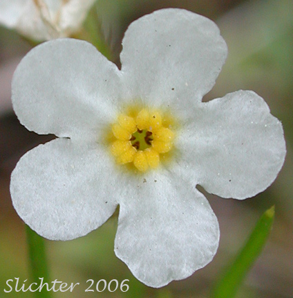 Flower of Fragrant Allocarya, Fragrant Popcorn Flower: Plagiobothrys figuratus var. figuratus (Synonyms: Allocarya figurata, Plagiobothrys figuratus ssp. figuratus)