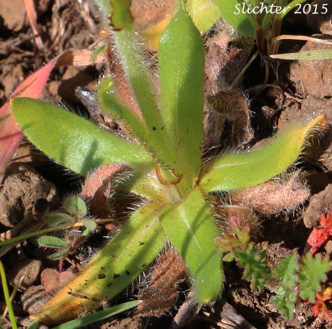 Basal leaves of Rusty Plagiobothrys, Rusty Popcornflower, Rusty Popcorn Flower: Plagiobothrys nothofulvus