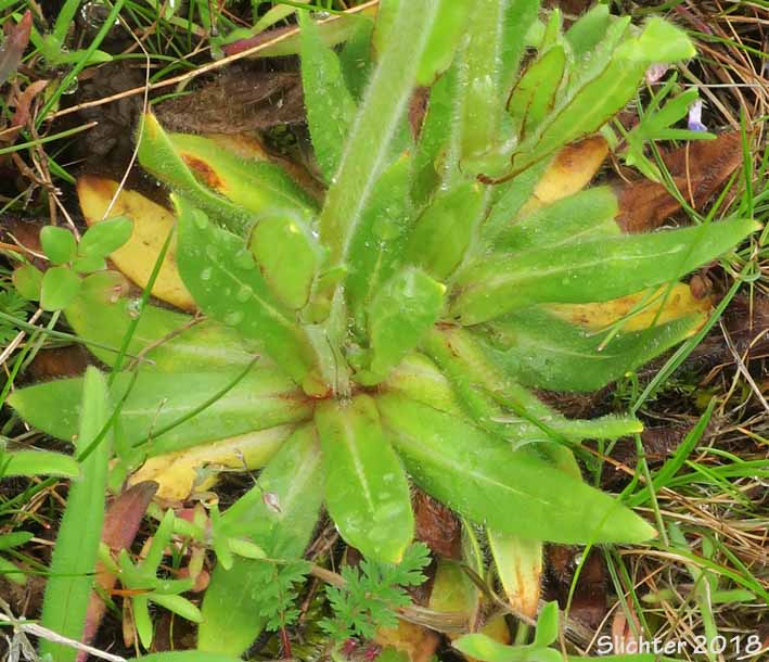 Basal leaf rosette of Rusty Plagiobothrys, Rusty Popcornflower, Rusty Popcorn Flower: Plagiobothrys nothofulvus