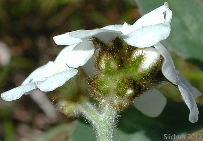 Rusty Plagiobothrys, Rusty Popcornflower, Rusty Popcorn Flower: Plagiobothrys nothofulvus