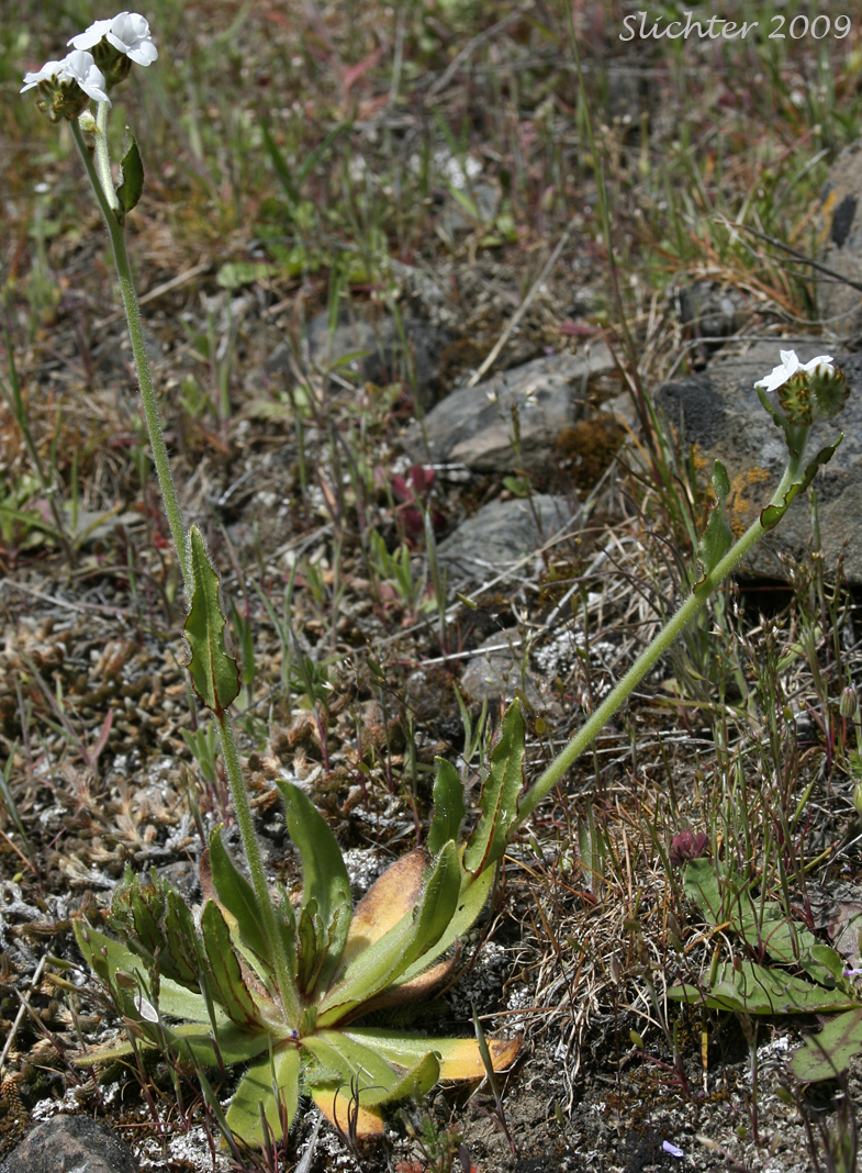 Rusty Popcorn Flower: Plagiobothrys nothofulvus