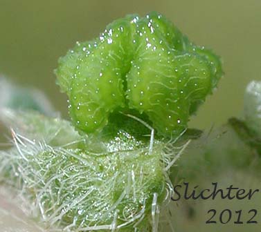Close-up of the maturing nutlets of Rusty Plagiobothrys, Rusty Popcornflower, Rusty Popcorn Flower: Plagiobothrys nothofulvus