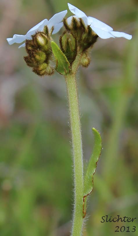 Bronzy calyces of Rusty Plagiobothrys, Rusty Popcornflower, Rusty Popcorn Flower: Plagiobothrys nothofulvus