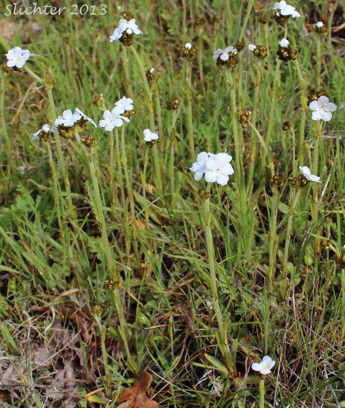Rusty Plagiobothrys, Rusty Popcornflower, Rusty Popcorn Flower: Plagiobothrys nothofulvus