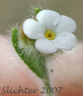 Flower of Pacific Popcorn Flower, Slender Plagiobothrys, Slender Popcornflower, Slender Popcorn Flower: Plagiobothrys tenellus (Synonym: Plagiobothrys asper)