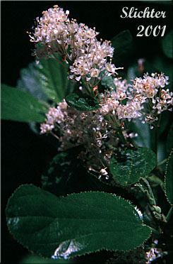 Leaf of Snow Brush, Sticky Laurel, Tobacco Brush: Ceanothus velutinus var. velutinus (Synonym: Ceanothus velutinus ssp. velutinus)