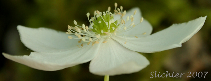 Sideview of the flower of Columbia Wind Flower, Columbian Windflower, Threeleaf Anemone, Western White Anemone: Anemone deltoidea