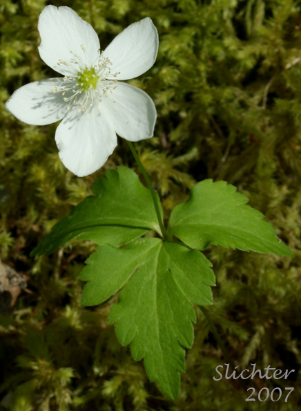 Columbia Wind Flower, Columbian Windflower, Threeleaf Anemone, Three-leaf Anemone, Western White Anemone: Anemone deltoidea