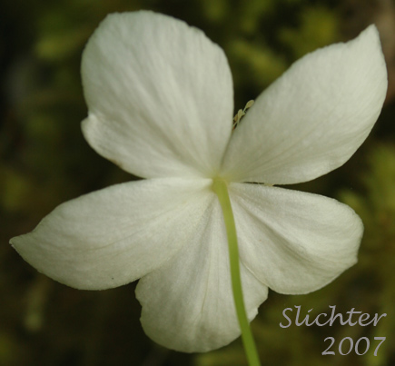 Columbia Windflower, Columbian Windflower, Threeleaf Anemone, Three-leaved Anemone: Anemone deltoidea