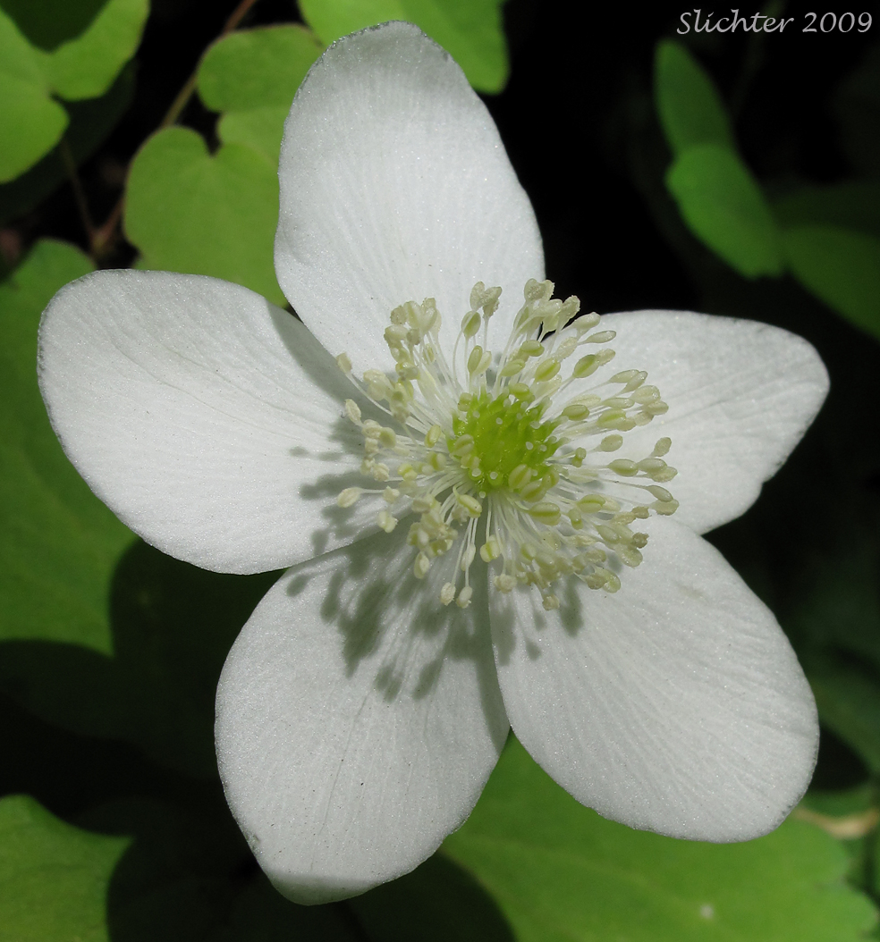 Flower of Columbia Wind Flower, Columbian Windflower, Threeleaf Anemone, Western White Anemone: Anemone deltoidea