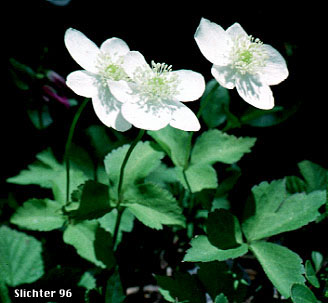 Columbia Wind Flower, Columbian Windflower, Threeleaf Anemone, Western White Anemone: Anemone deltoidea