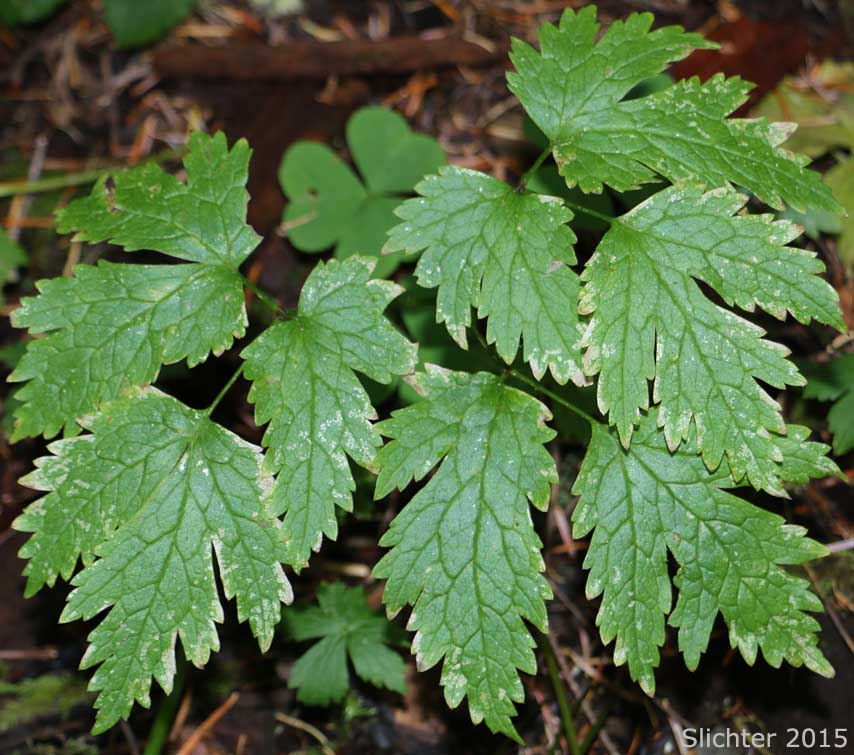 Leaves of Cut-leaf Bugbane, Cut-leaved Bugbane, Mount Hood Bugbane: Cimicifuga laciniata (Synonym: Actaea laciniata)