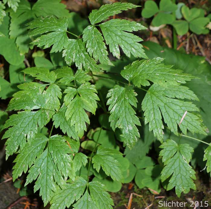 Cut-leaf Bugbane, Cut-leaved Bugbane, Mount Hood Bugbane: Cimicifuga laciniata (Synonym: Actaea laciniata)