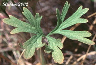 Lower stem leaf of Burke's Larkspur, Meadow Larkspur, Two-spike Larkspur: Delphinium distichum (Synonyms: Delphinium burkei (misapplied), Delphinium strictum, Delphinium strictum var. distichiflorum)