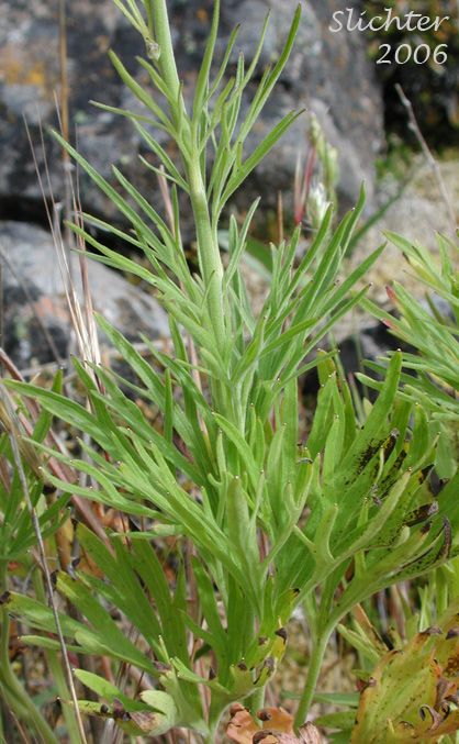 Variable (dimorphic) leaves of Burke's Larkspur, Meadow Larkspur, Two-spike Larkspur: Delphinium distichum (Synonyms: Delphinium burkei (misapplied), Delphinium strictum, Delphinium strictum var. distichiflorum)