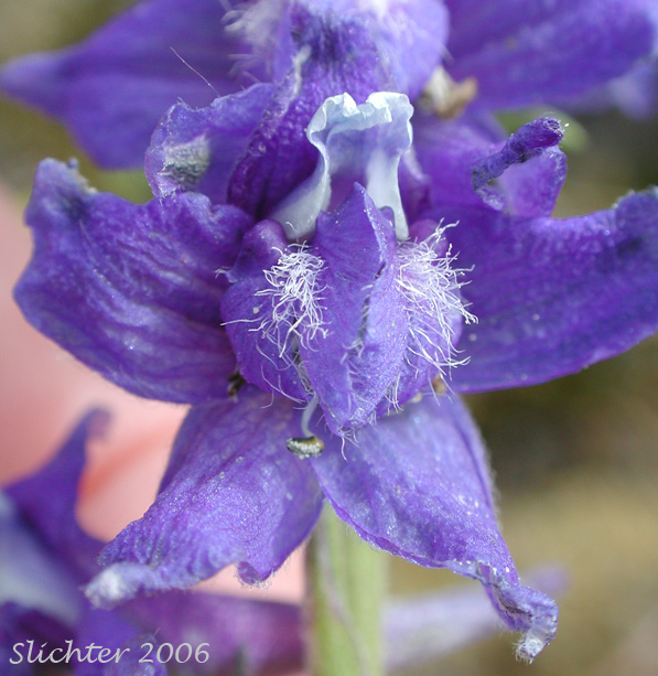 Frontal view of a flower of Burke's Larkspur, Meadow Larkspur, Two-spike Larkspur: Delphinium distichum (Synonyms: Delphinium burkei (misapplied), Delphinium strictum, Delphinium strictum var. distichiflorum)