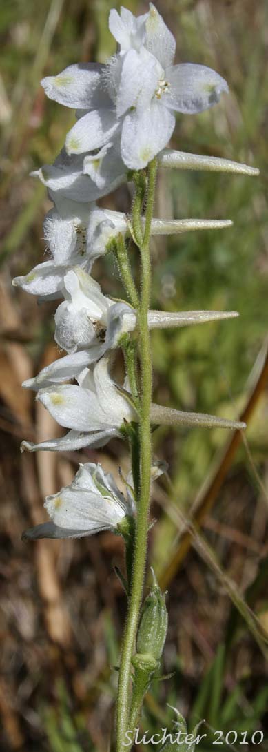 White-flowered inflorescence of an albino form of Burke's Larkspur, Meadow Larkspur, Two-spike Larkspur: Delphinium distichum (Synonyms: Delphinium burkei (misapplied), Delphinium strictum, Delphinium strictum var. distichiflorum)