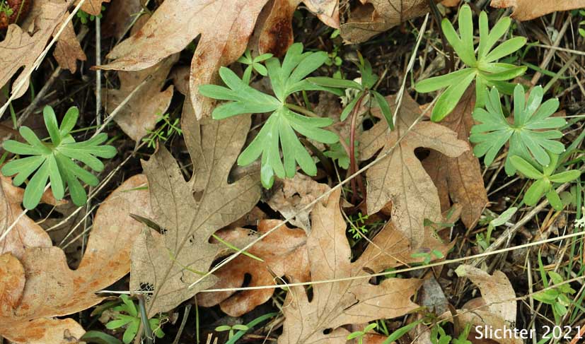 Basal leaves of Two-lobe Larkspur, Upland Larkspur: Delphinium nuttallianum (Synonyms: Delphinium bicolor, Delphinium decorum ssp. tracyi, Delphinium lineapetalum, Delphinium nelsonii, Delphinium nuttallianum var. fulvum, Delphinium nuttallianum var. levicaule, Delphinium nuttallianum var. lineapetalum, Delphinium nuttallianum var. nuttallianum, Delphinium pauciflorum, Delphinium sonnei)