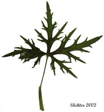 Leaf of Tall Buttercup, Meadow Buttercup: Ranunculus acris (Synonym: Ranunculus acris var. latisectus) 
