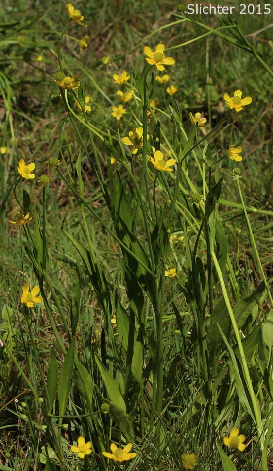Plantain-leaf Buttercup, Plantain-leaved Buttercup: Ranunculus alismifolius var. alismifolius (Synonym: Ranunculus alismaefolius var. alismaefolius)