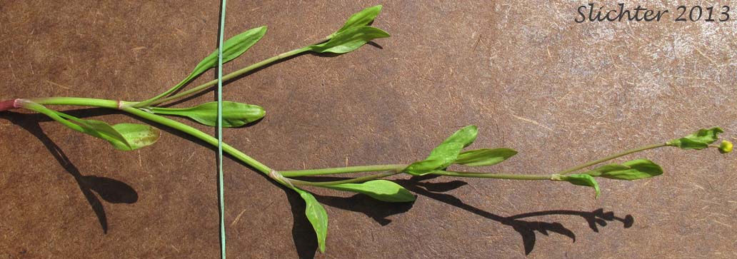 Plantain-leaf Buttercup, Plantain-leaved Buttercup: Ranunculus alismifolius var. alismifolius (Synonym: Ranunculus alismaefolius var. alismaefolius)