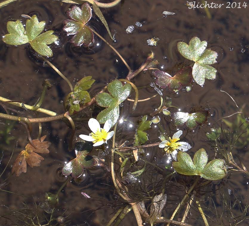 Leafy Water Buttercup, White Water Buttercup: Ranunculus aquatilis var. aquatilis (Synonyms: Ranunculus aquatilis var. hispidulus, Ranunculus trichophyllus, Ranunculus trichophyllus var. hispidulus)