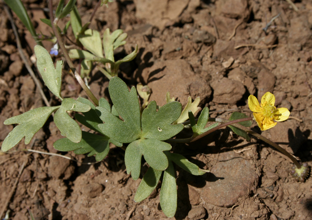 Basalt Buttercup: Ranunculus basalticus