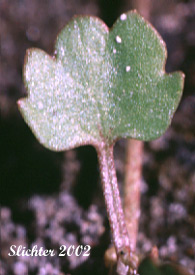 Leaf of Alkali Buttercup, Seaside Buttercup, Shore Buttercup: Ranunculus cymbalaria (Synonym: Halerpestes cymbalaria, Ranunculus cymbalaria var. alpinus, Ranunculus cymbalaria var. saximontana, Ranunculus cymbalaria var. saximontanus)