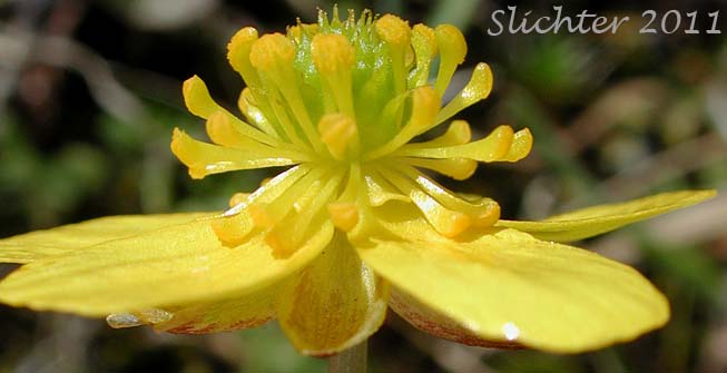 A profile view of the flower of Sagebrush Buttercup, Wax Buttercup: Ranunculus glaberrimus var. glaberrimus (Synonym: Ranunculus glaberrimus var. typicus).