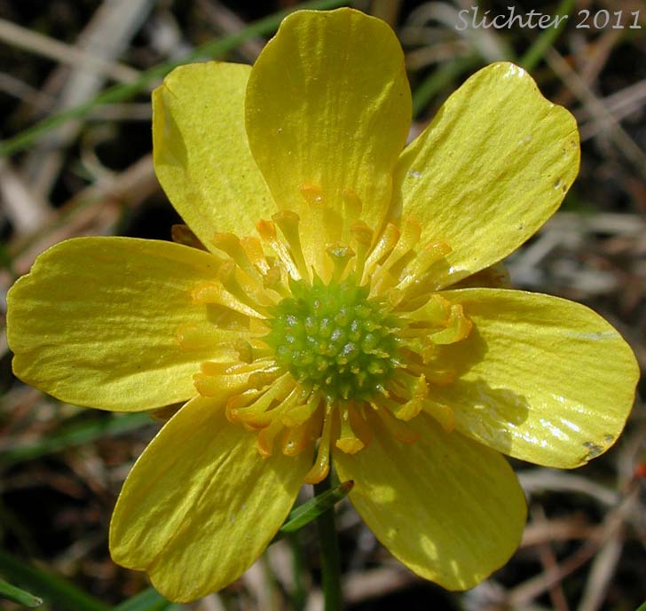 A close-up view of the flower of Sagebrush Buttercup, Wax Buttercup: Ranunculus glaberrimus var. glaberrimus (Synonym: Ranunculus glaberrimus var. typicus)