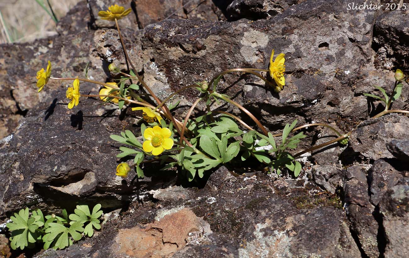 Mystery Buttercup possibly Ranunculus trisectus   formerly Ranunculus reconditus   or a hybrid between R. trisectus and Ranunculus glaberrimus ?