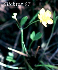 Lobb's Buttercup, Lobb's Water Buttercup: Ranunculus lobbii (Synonym: Ranunculus aquatilis var. lobbii)