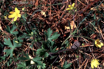 Western Buttercup: Ranunculus occidentalis var. occidentalis