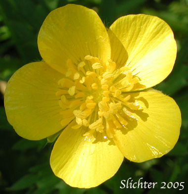 Flower of Creeping Buttercup, Double-flowered Creeping Buttercup: Ranunculus repens (Synonyms: Ranunculus repens var. erectus, Ranunculus repens var. glabratus, Ranunculus repens var. pleniflorus, Ranunculus repens var. repens) 