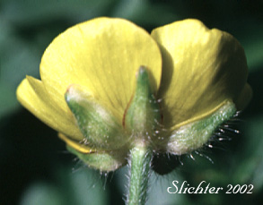 Creeping Buttercup, Double-flowered Creeping Buttercup: Ranunculus repens (Synonyms: Ranunculus repens var. erectus, Ranunculus repens var. glabratus, Ranunculus repens var. pleniflorus, Ranunculus repens var. repens) 